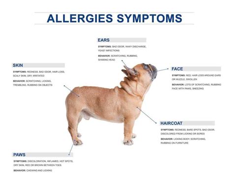 French Bulldog Skin Problems and How to Deal With It | Dog Advisory Council