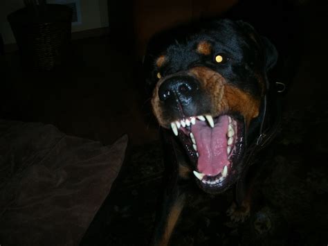 Rottweiler Bite | scott3714 | Flickr