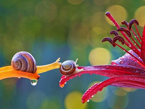 Fascinating macro photographs of snails’ world – Vuing.com