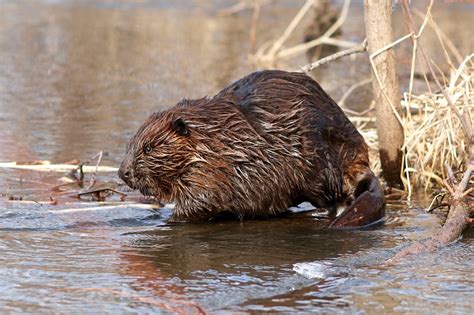 Oregon Urged to End Beaver Trapping, Hunting on Federal Lands - Center ...