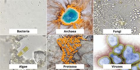 Types Of Fungi Microorganisms