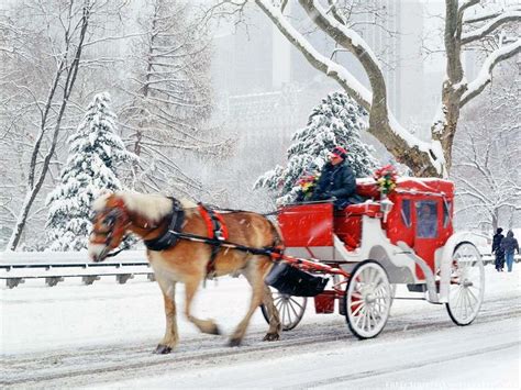 Horse and Carriage Rides in Central Park | New york christmas, Nyc ...