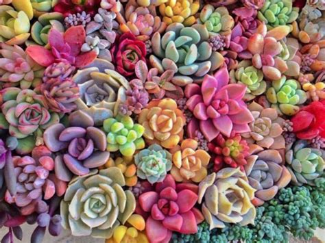 Why and How do Succulents Change Color? - World of Succulents