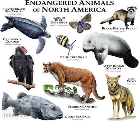 Endangered Species of North America | North american animals, American ...