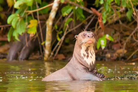 The Most Endangered Animals of the Amazon Rainforest