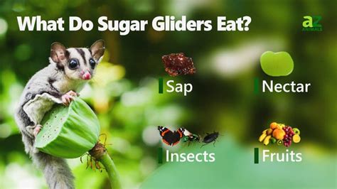 What Do Sugar Gliders Eat And Drink