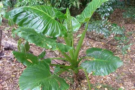 Alocasia brisbanensis - Alchetron, The Free Social Encyclopedia