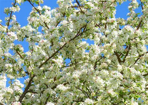 27 types of crabapple trees 🍎🌳 Exploring the diverse world of malus ...