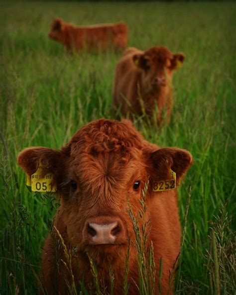 21 Highland Cattle Calf Photos to Bring a Smile to Your Day