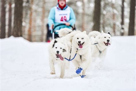 The 10 best sled dog breeds - DogsPlanet.com