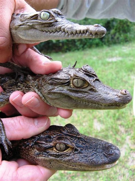 From top to bottom, we have the American crocodile, spectacled caiman ...