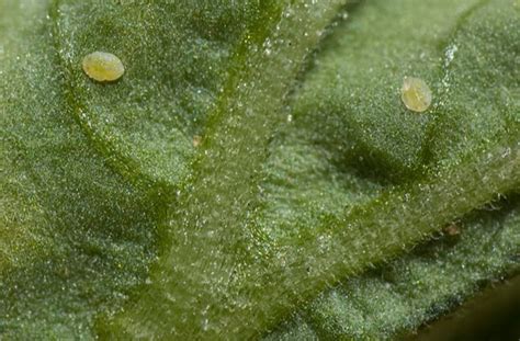 Whiteflies - The Daily Garden