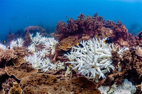 The Great Barrier Reef has suffered its most widespread bleaching yet ...