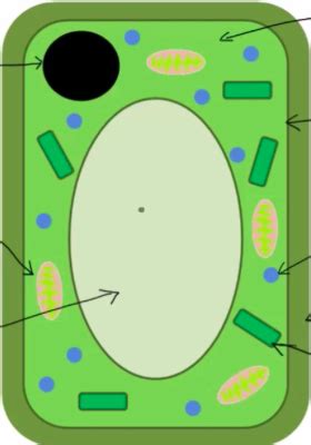 Palisade Cell Model