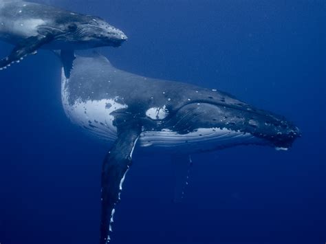 Humpback Whale Eating