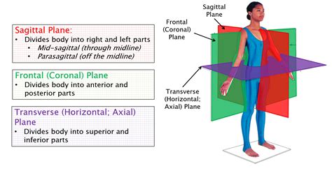 Planes Of The Body With Subject In The Anatomical