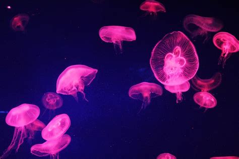 Jellyfish | Pink jellyfish, Jellyfish, Jellyfish tank