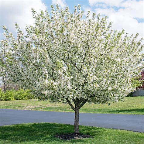 White Angel Crabapple Tree – Green Thumbs Garden