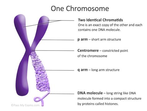 Chromosome Structures