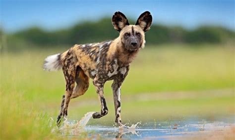 Facts about African Wild Dog | Samburu national reserve | Laikapia