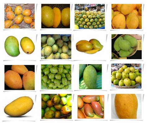 The Earth of India: Varieties of Mangos in India