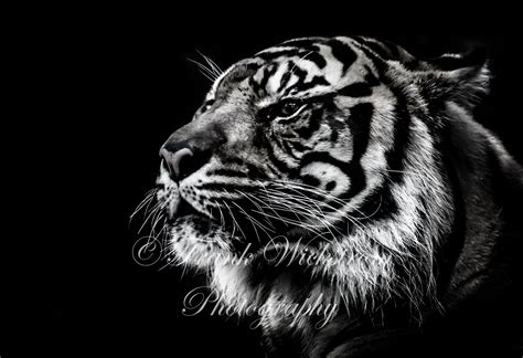 Sumatran Tiger Foto / Schwarz & Weiß Tiger Foto - Etsy Schweiz