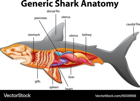 Shark Internal Anatomy - Anatomical Charts & Posters