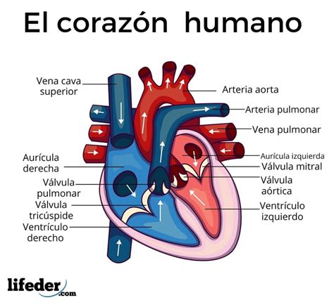 Sistema circulatorio: funciones, partes, funcionamiento