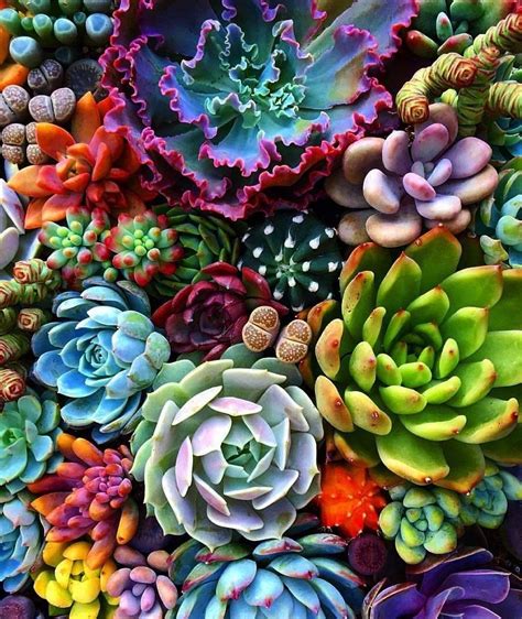 Pin by Brenda Aracely on Plantas Interiores | Succulents, Succulents ...