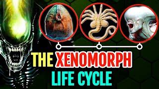 Entire Xenomorph Life Cycle Dissected In Detail From Th... | Doovi