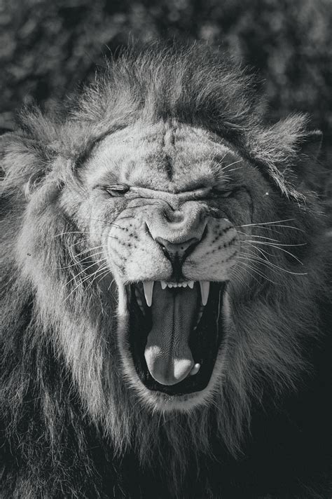 Angry White Lion