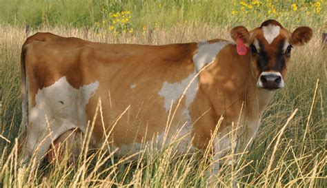 Breed Profile: The Jersey Stands Out Among Dairy Cows - Hobby Farms