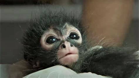 Newborn Spider Monkey