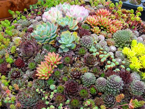 Garden Dancing: The Amazing World of Succulents