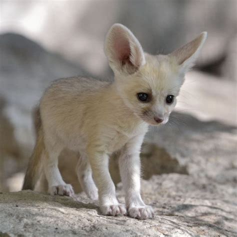 All Ears | Cutest Paw | Fennec fox baby, Fox pups, Fennec fox