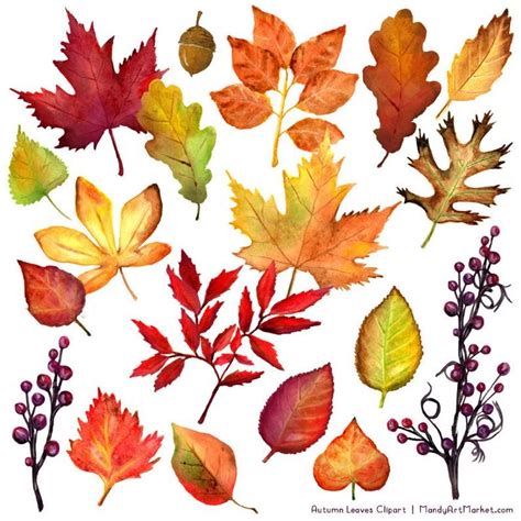 Watercolor Autumn Leaves & Branches Clipart Watercolor Clipart, Fall ...