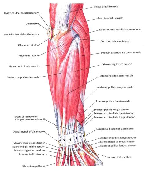 Forearm Muscles Related Keywords & Suggestions - Forearm Muscles Long ...