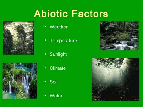 What Are Abiotic Factors In The Rainforest - slideshare