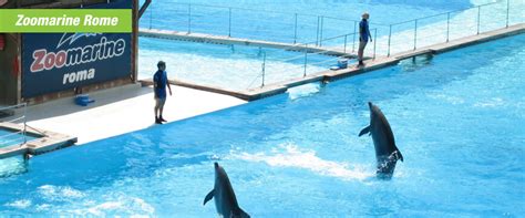 Activities in Zoomarine Park by Dolphin Discovery