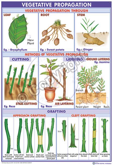 Victory Graphik | Bi-11 Vegetative Propagation in Plants