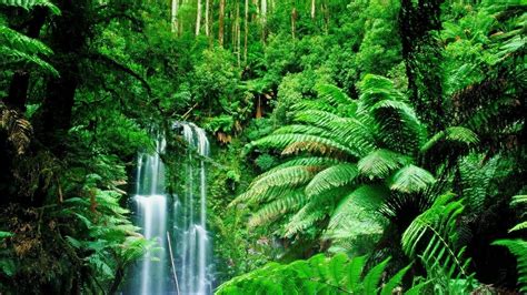 Totally an idea for what's coming together in my head | Rainforest ...