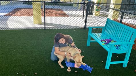 Lake’s New Pet Shelter Allows Residents “to Enjoy the World”