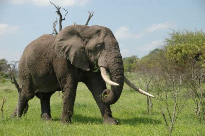 Kruger National Park Elephants - Let their Majesty Awe you - Kruger ...