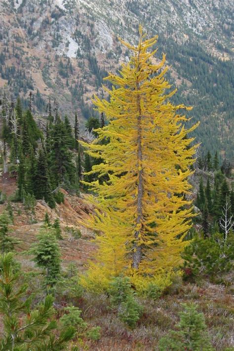 Larch - Wikipedia | Larch tree, Conifer trees, Deciduous trees