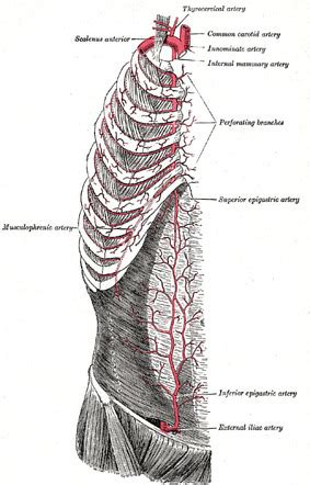 Inferior Epigastric Artery - prefikaso