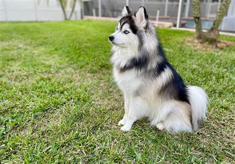 Pomsky Puppies for Sale Near Me | Central Park Puppies