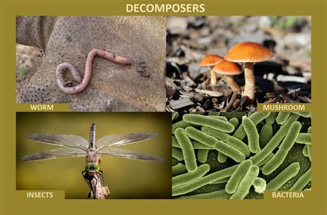 Why Bacteria and Fungi are called Decomposers? - Food Chain and Web