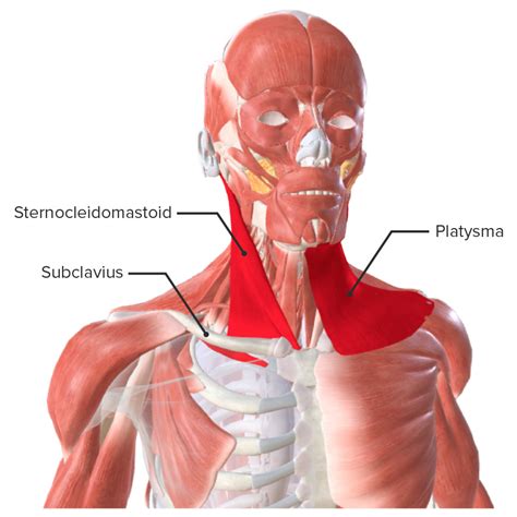 Posterior Cervical Anatomy