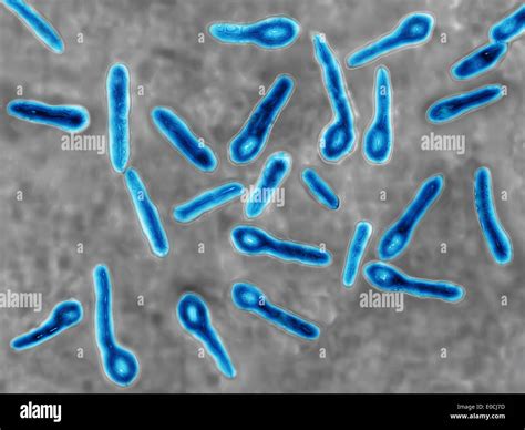 Clostridium Under Microscope