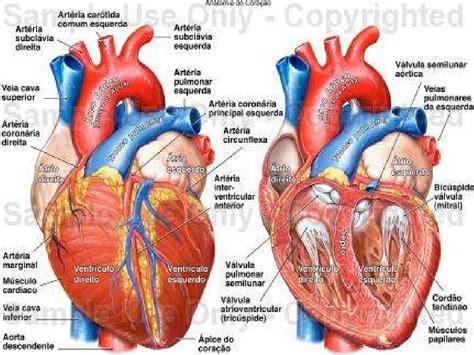 Sistema cardiovascular